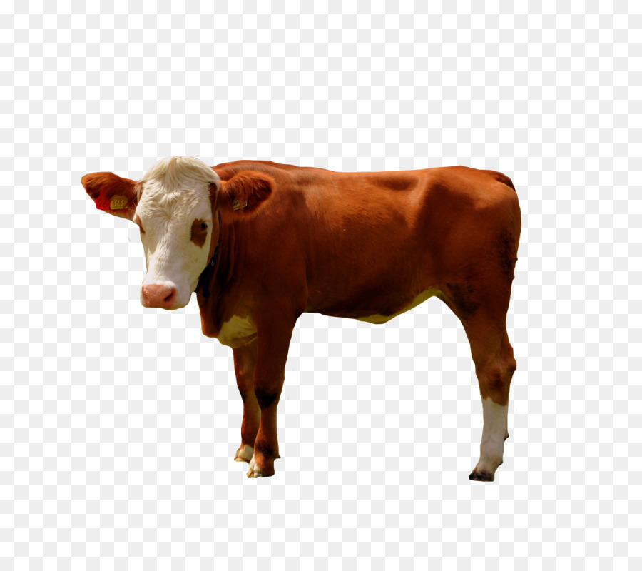 Veau，Vache PNG