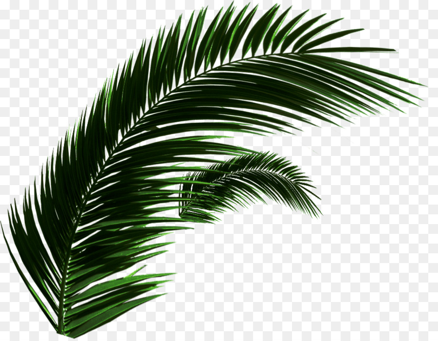 Palme，Tropical PNG