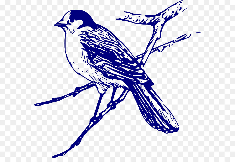 Oiseau，Western Bluebird PNG