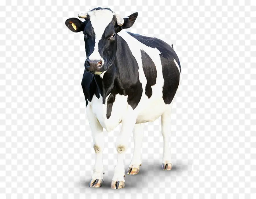 Vache，Bétail PNG