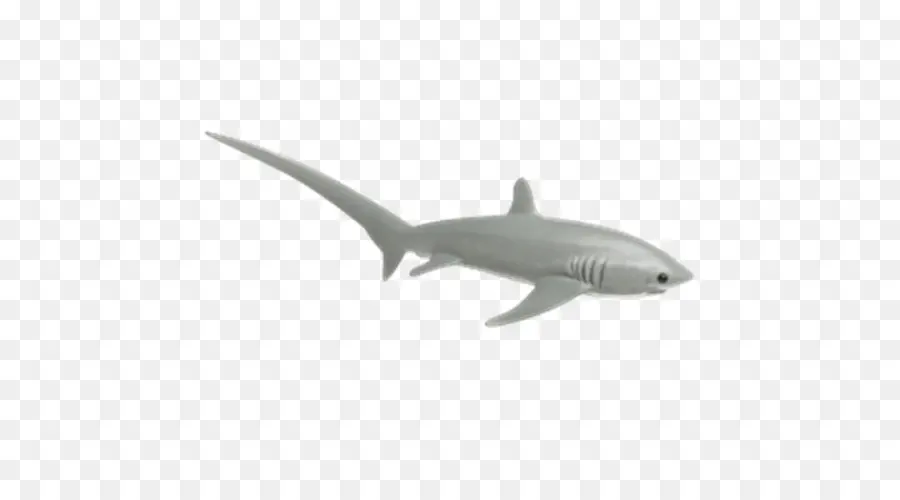 Requin，Les Poissons Cartilagineux PNG