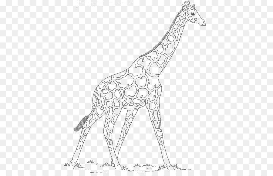 Dessin De Girafe，Faune PNG