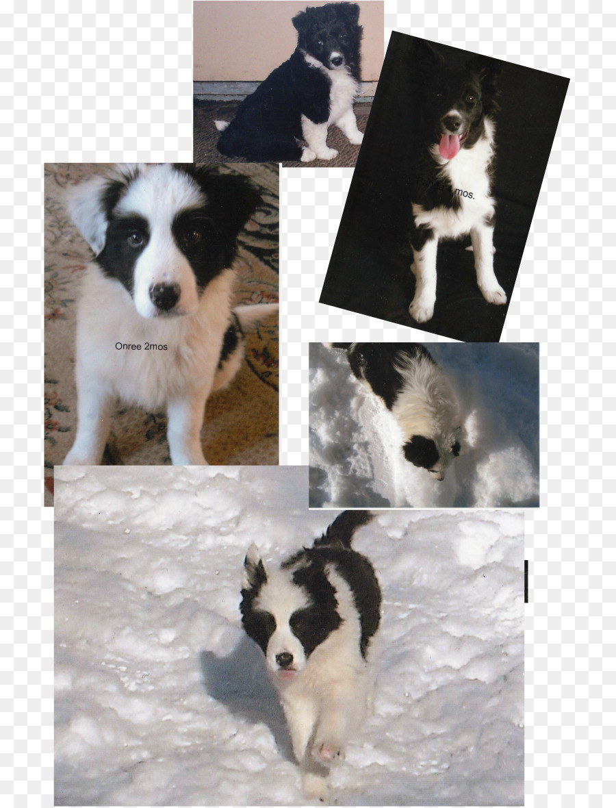 Race De Chien，Border Collie PNG