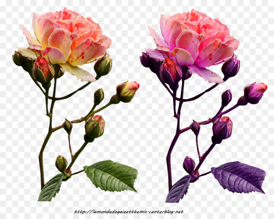 Roses Roses，Floraison PNG