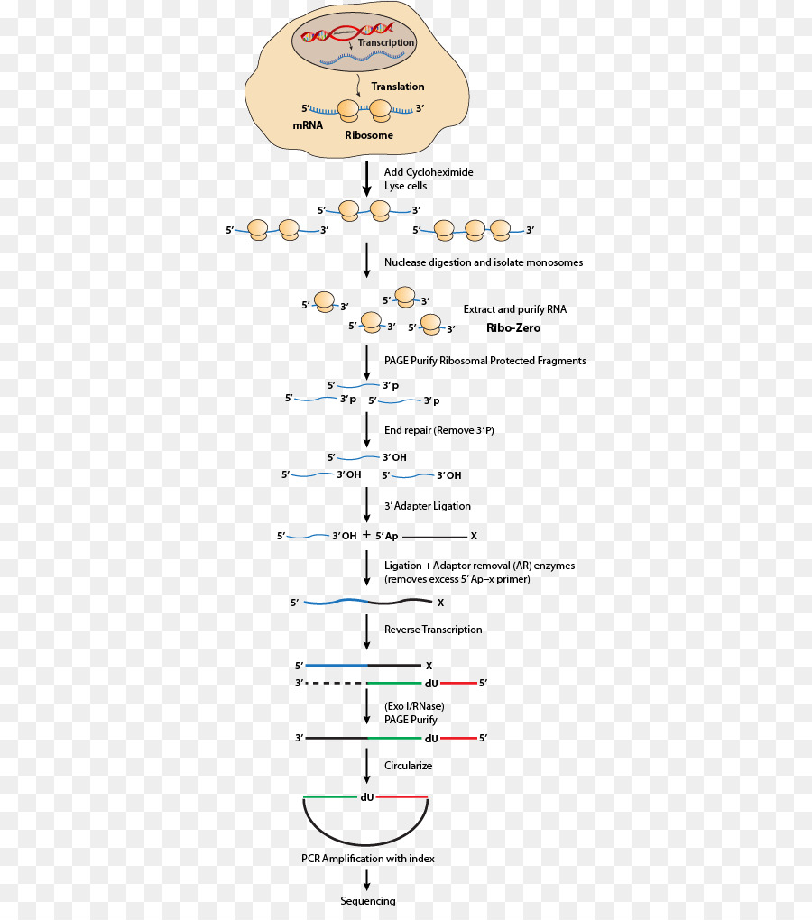 Profilage Ribosome，Ribosome PNG