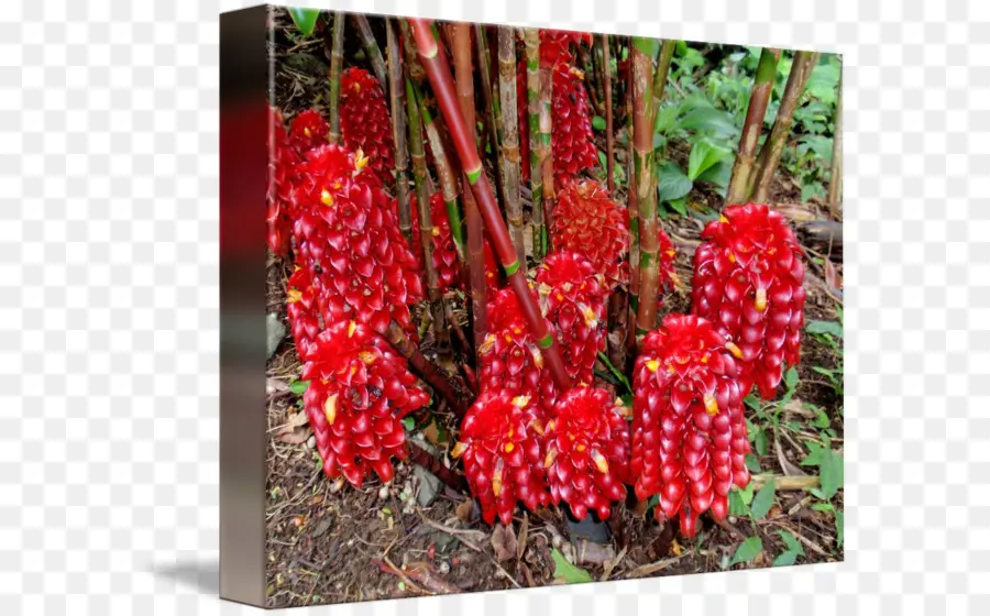 Fleurs Rouges，Fleurs PNG