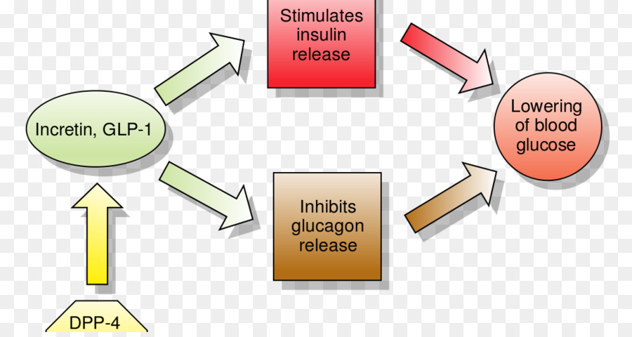 Diagramme Glp 1，Insuline PNG