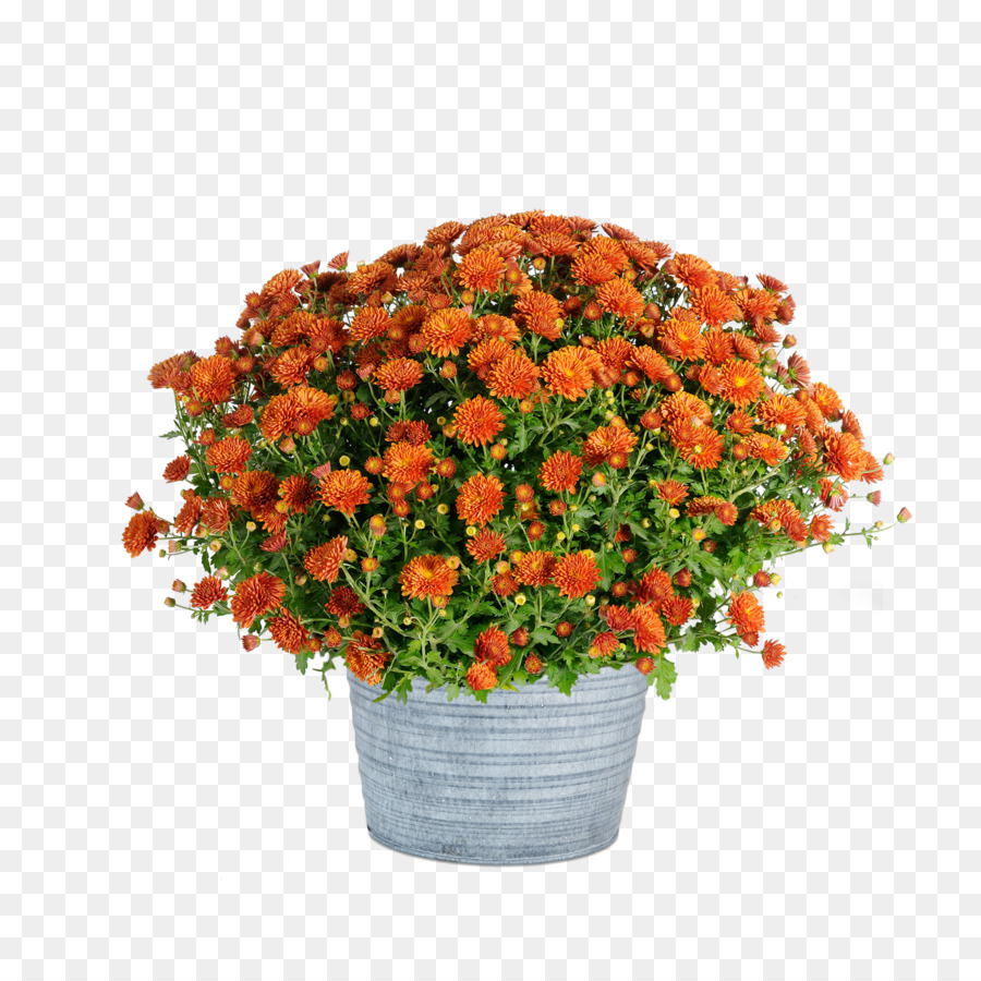 Fleurs Oranges，Usine PNG