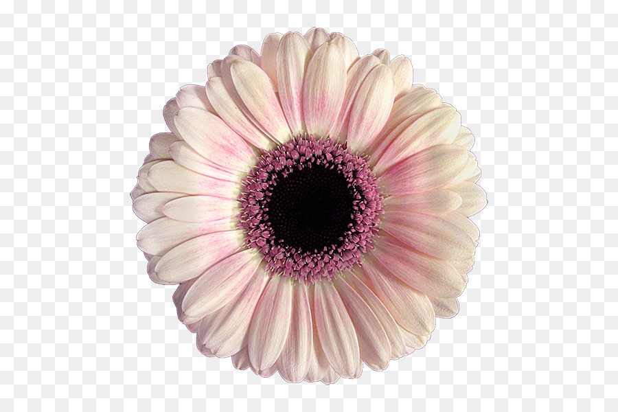 Fleur，Floraison PNG