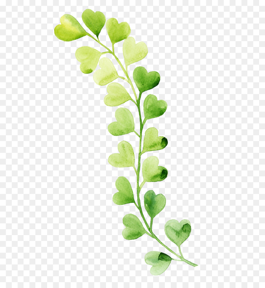 Plante Verte，Feuilles PNG