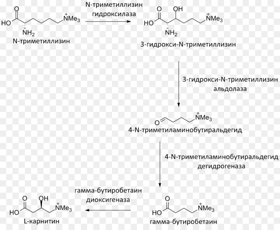 Lévocarnitine，Meldonium PNG