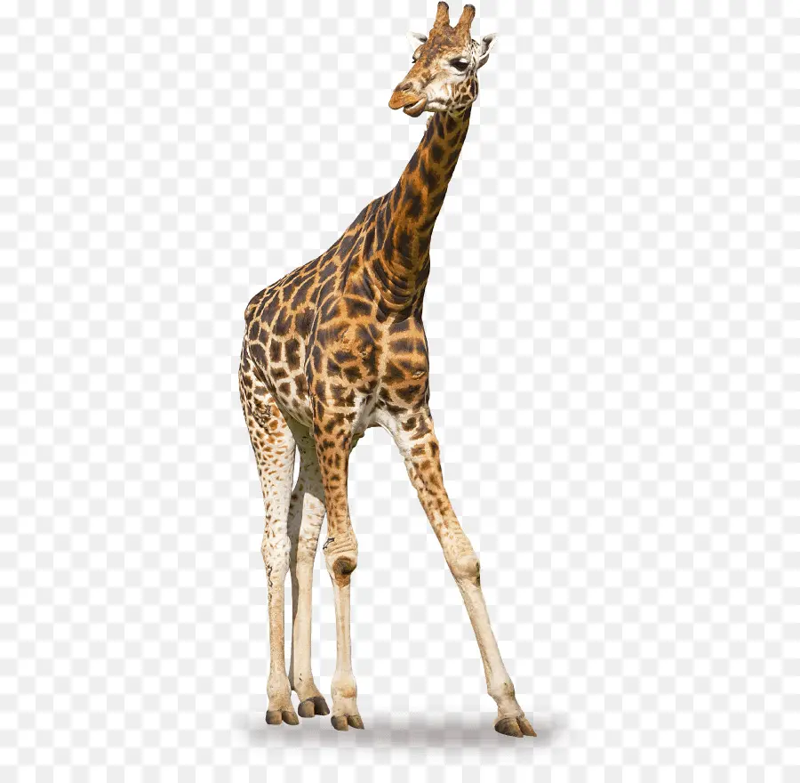 Girafe，La Photographie De Stock PNG