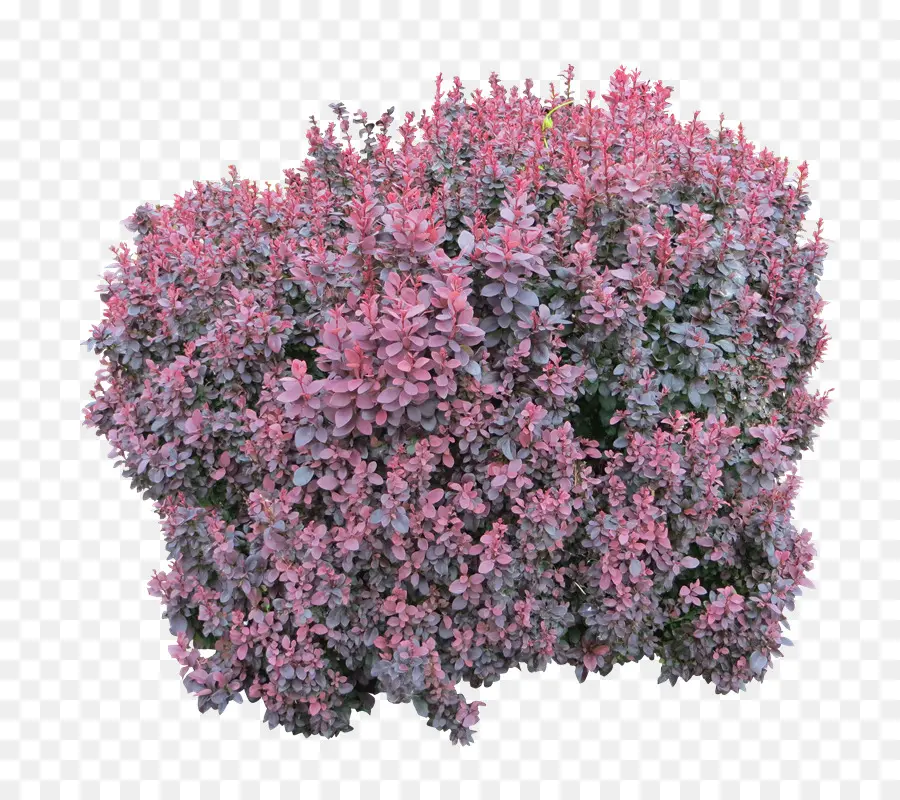 Buisson à Fleurs，Fleurs PNG