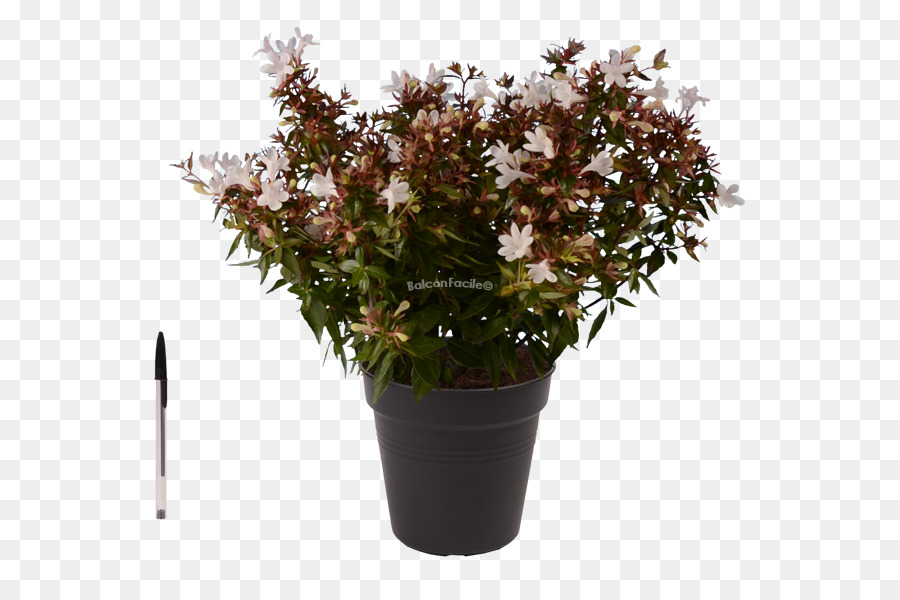 Plante à Fleurs，Pot PNG