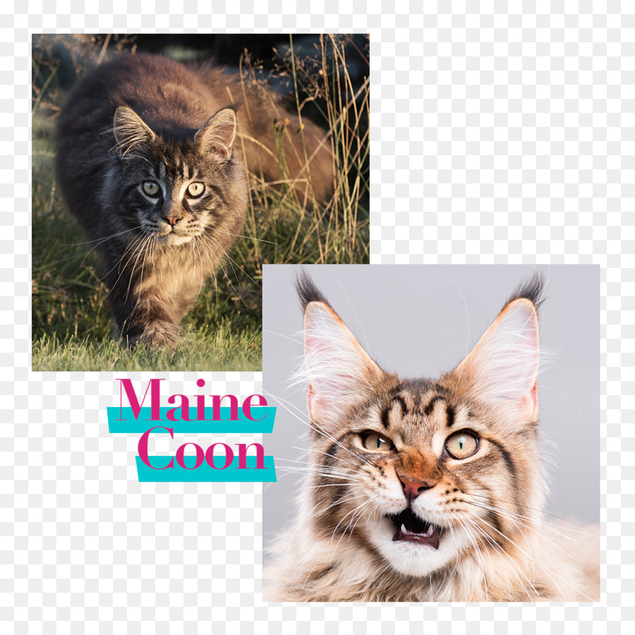 Le Maine Coon，La Nourriture Pour Chat PNG