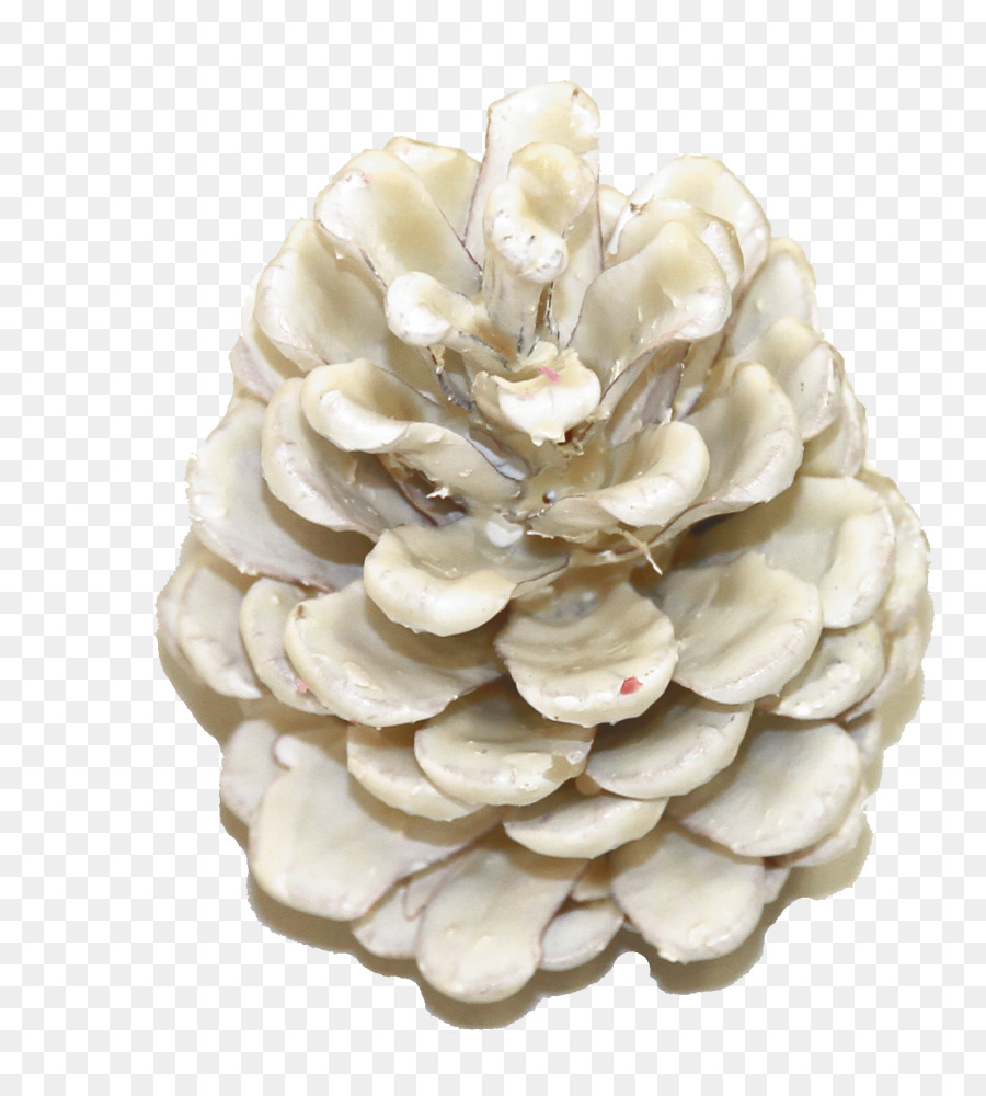 Pinus Nigra，Pin PNG