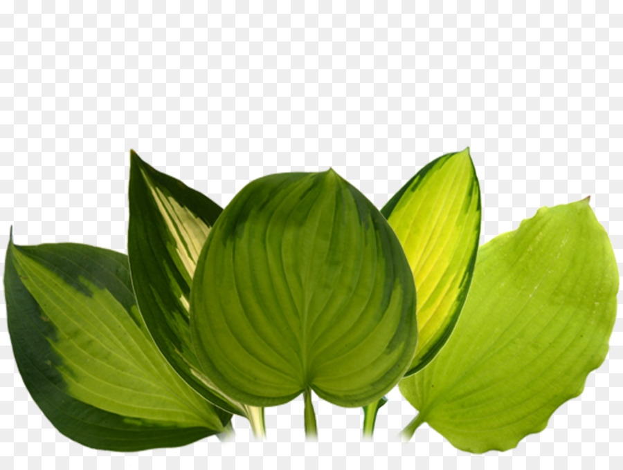 Vert，Feuille PNG