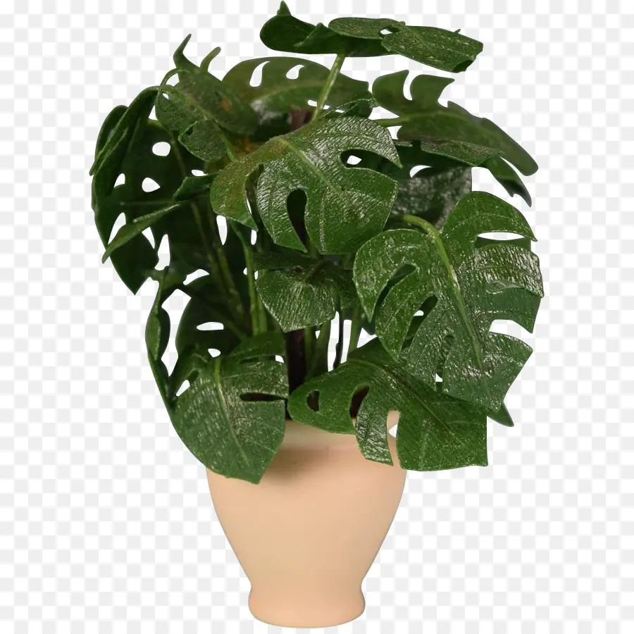 Plante En Pot，Feuilles PNG