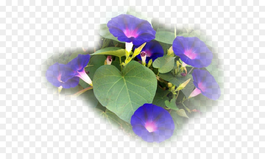 Violettes，Fleurs PNG