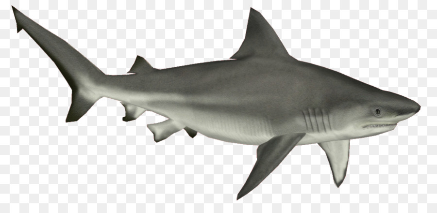 Requin Requin Taureau Les Poissons Cartilagineux Png Requin Requin Taureau Les Poissons Cartilagineux Transparentes Png Gratuit