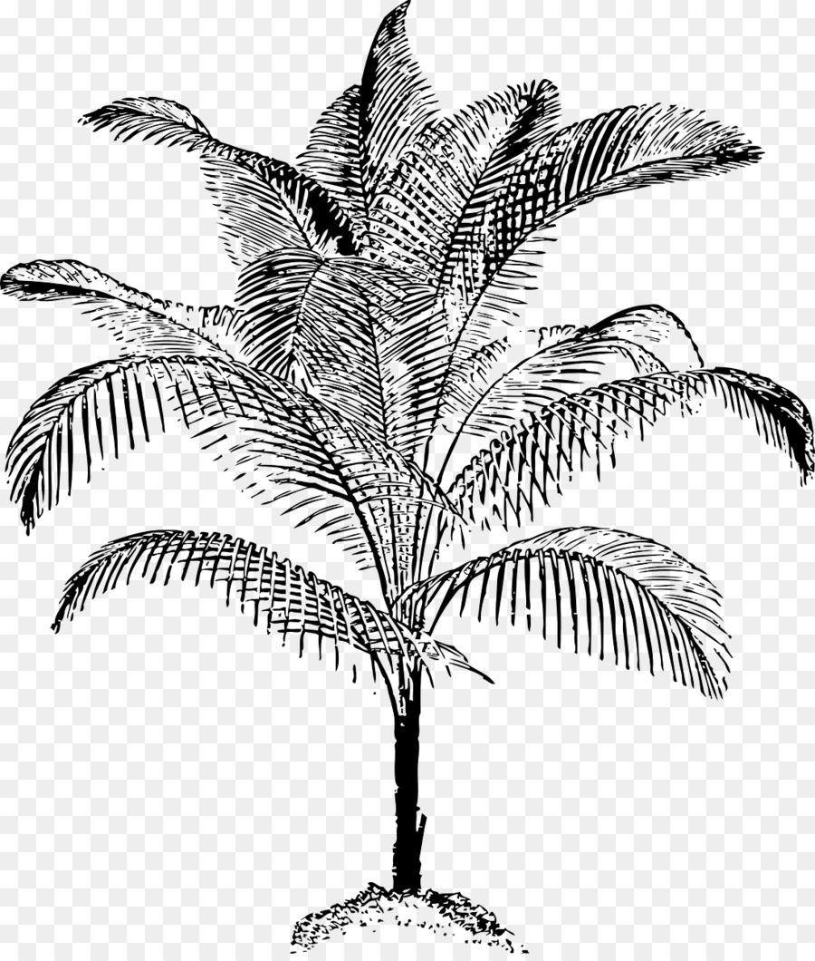 Arecaceae，La Noix De Coco PNG
