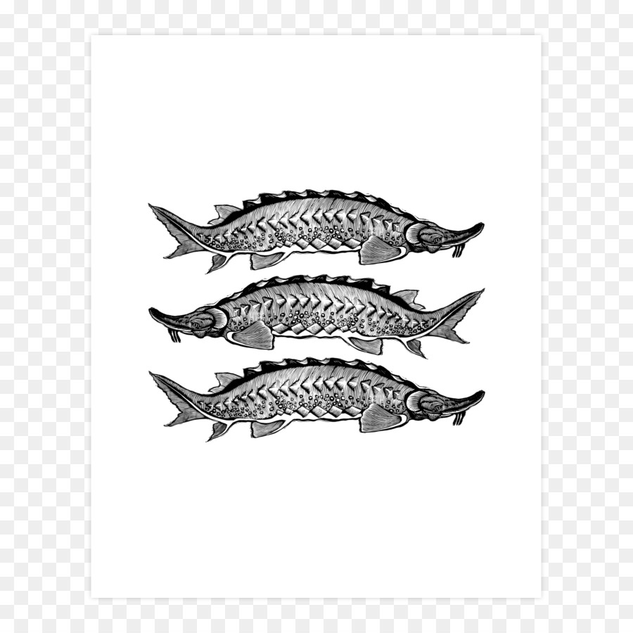 Sardine，Blanc PNG