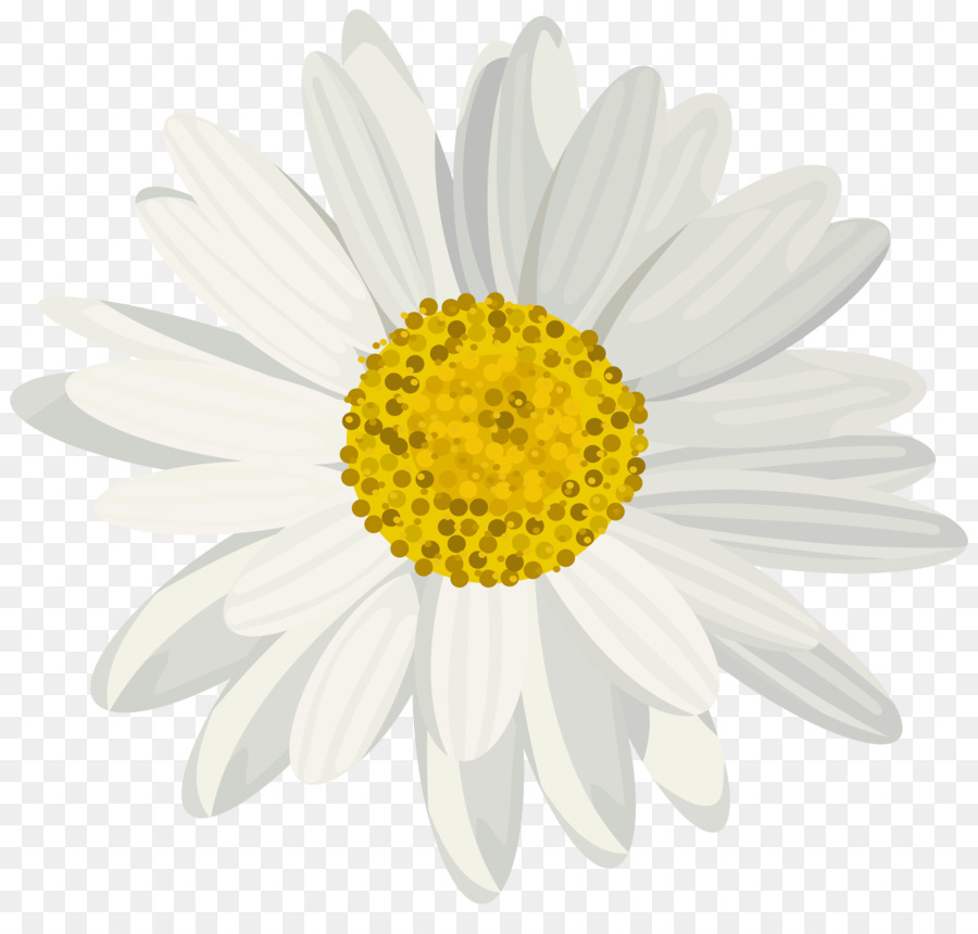 Marguerite Daisy，Fleur PNG