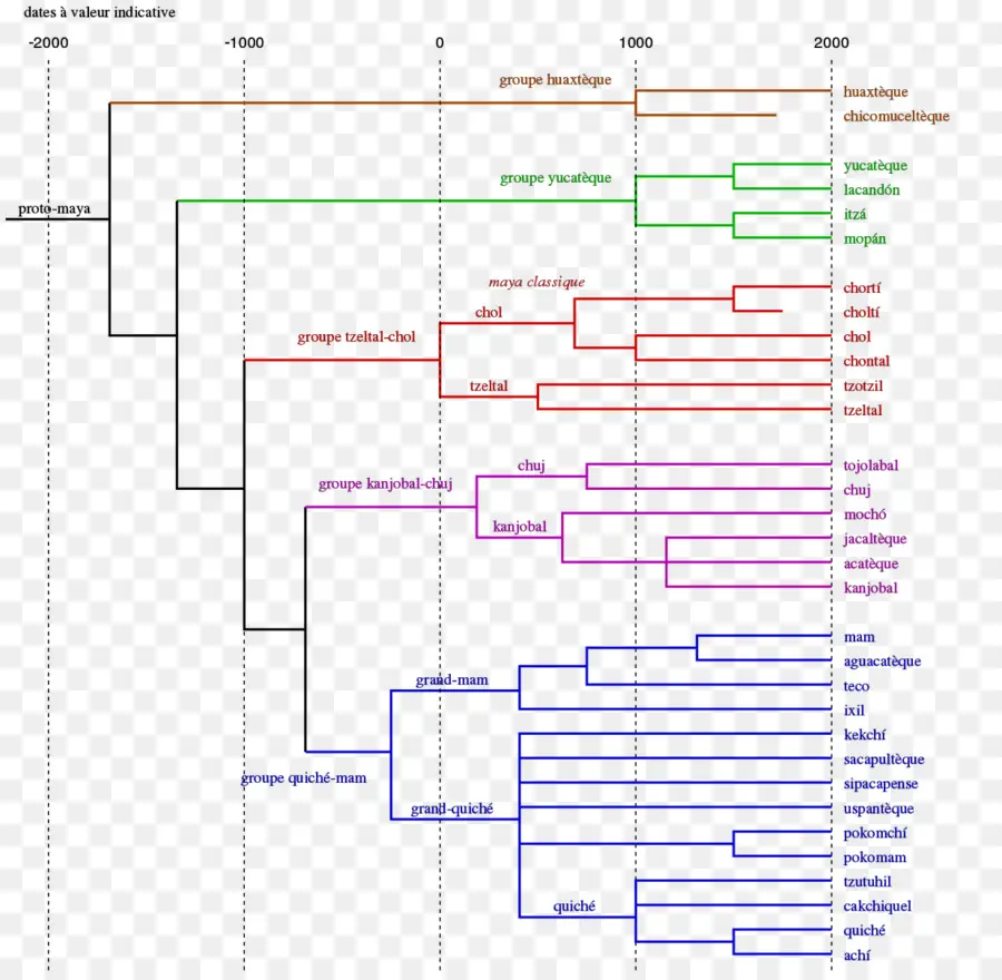 Arbre Phylogénétique，évolution PNG