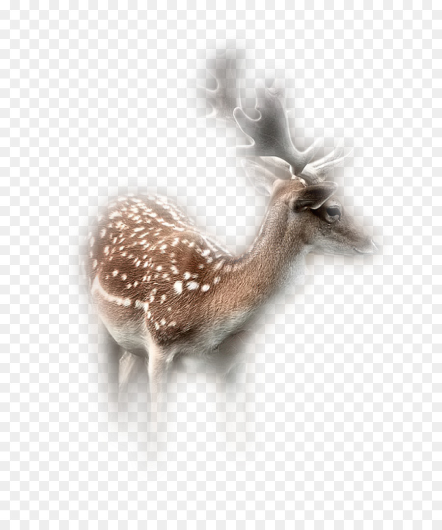 Cerf，Bois PNG