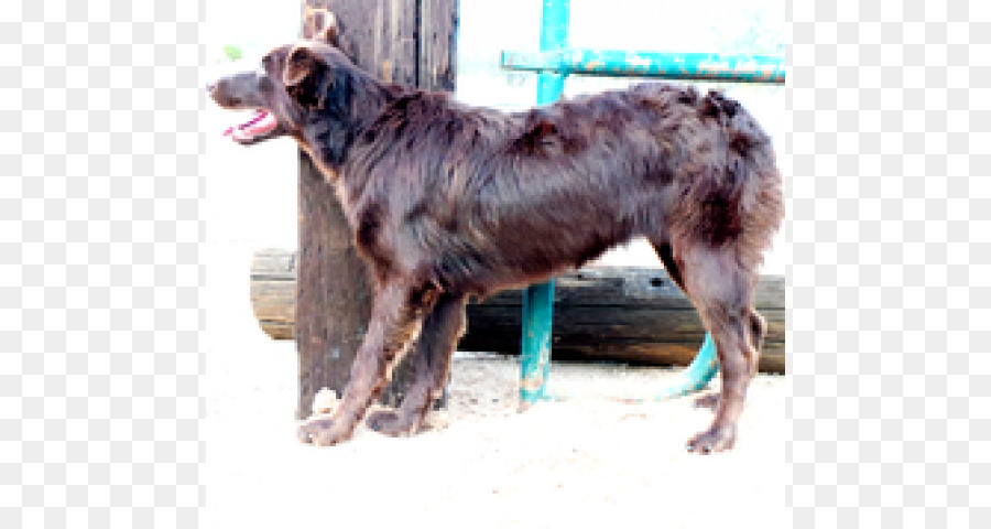 Race De Chien，Berger Australien PNG