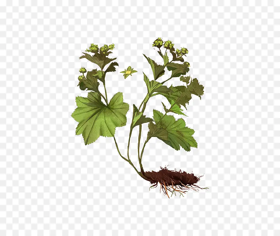 Alchemilla Vulgaris，Feuille PNG