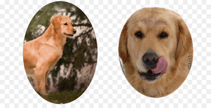 Golden Retriever，Race De Chien PNG