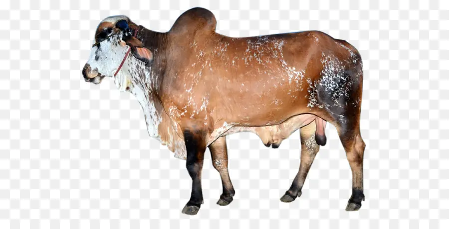 Vache Brune，Vache PNG