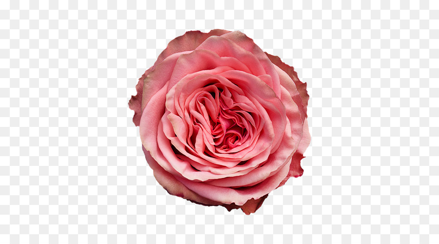 Rose Rose，Feuilles Vertes PNG