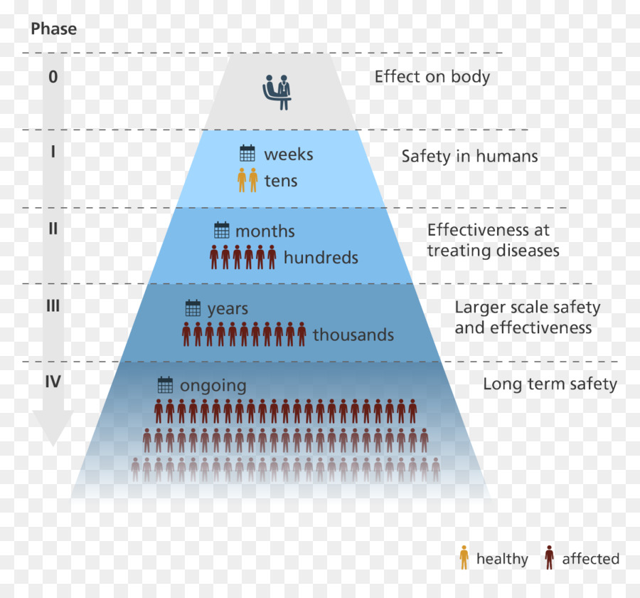 Phases Des Essais Cliniques，Médical PNG