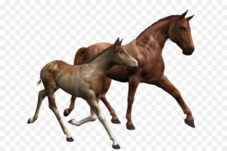 Chevaux，Poulain PNG