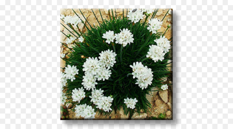 Candytuft Evergreen，Armory Maritima PNG