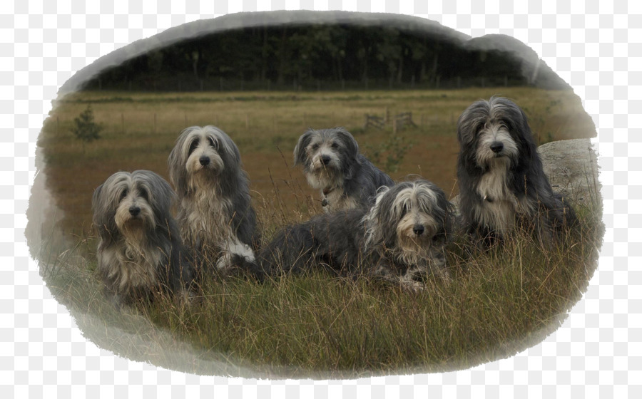 Dandie Dinmont Terrier，Chien à Loutre PNG