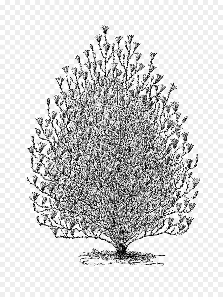 Dessin D'arbre，Usine PNG