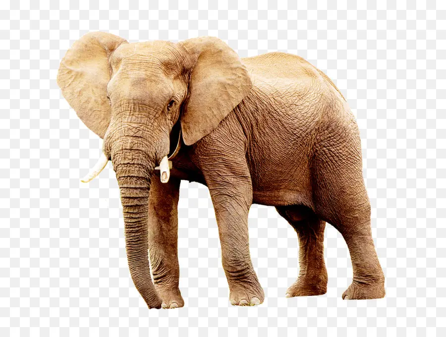 éléphant Indien，L éléphant D Afrique PNG