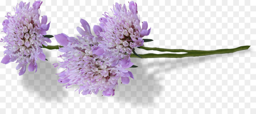 Fleurs Violettes，Fleurir PNG