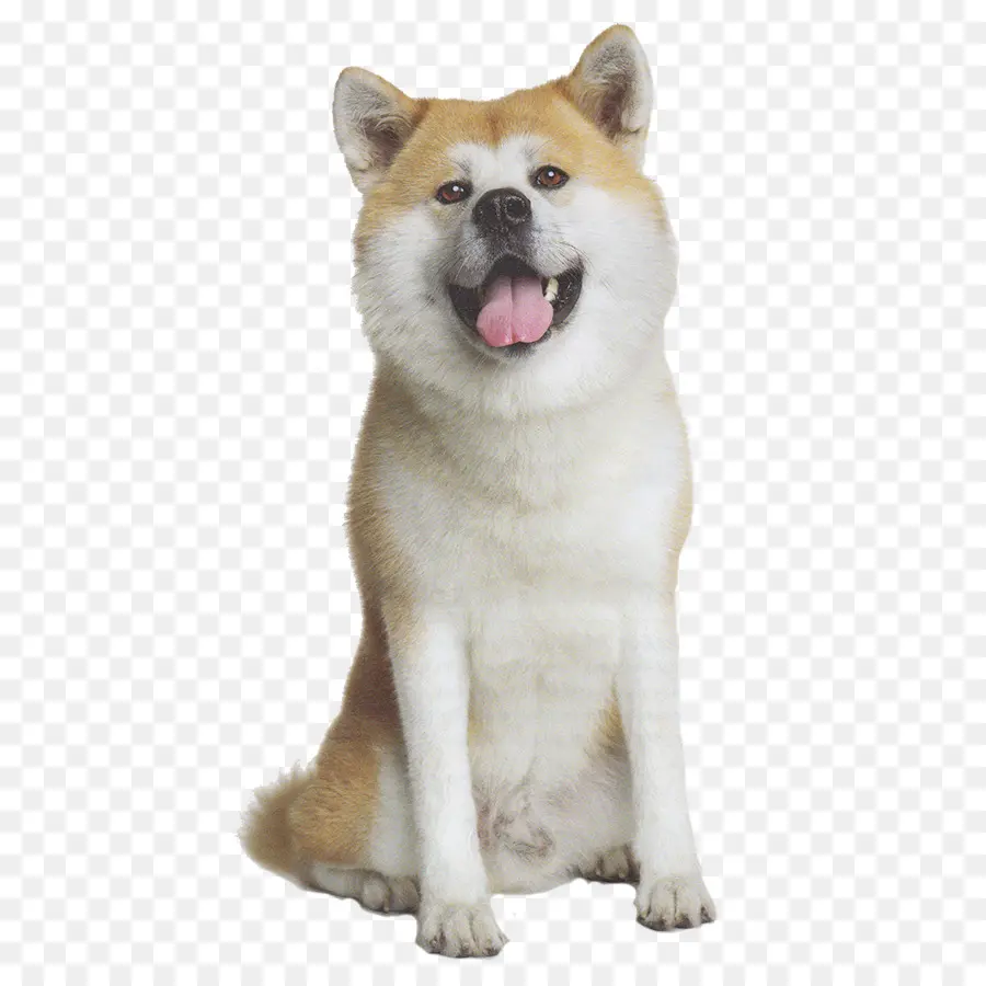 Akita，Le Shiba Inu PNG