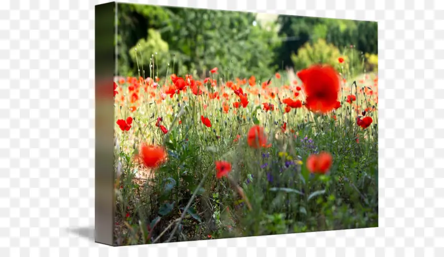 Champ De Coquelicots，Fleurs PNG