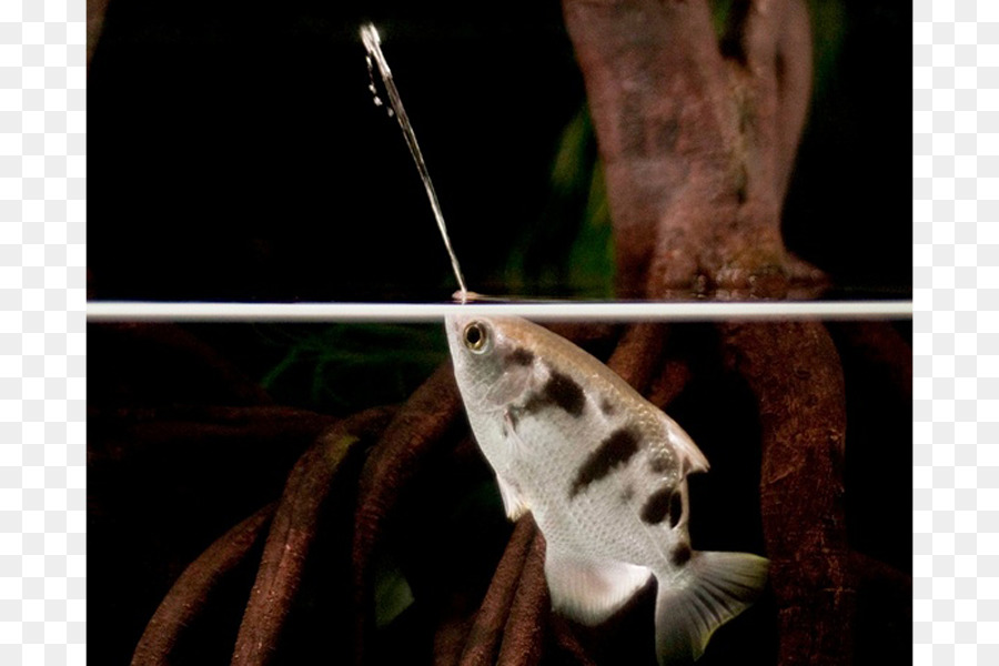 Bandes Archerfish，Archers PNG