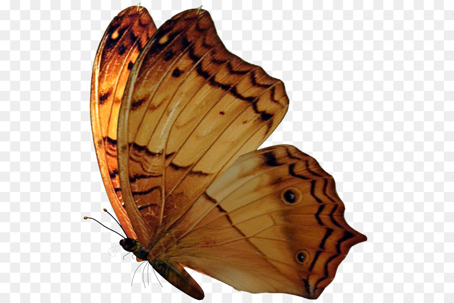 Papillon，Ailes PNG