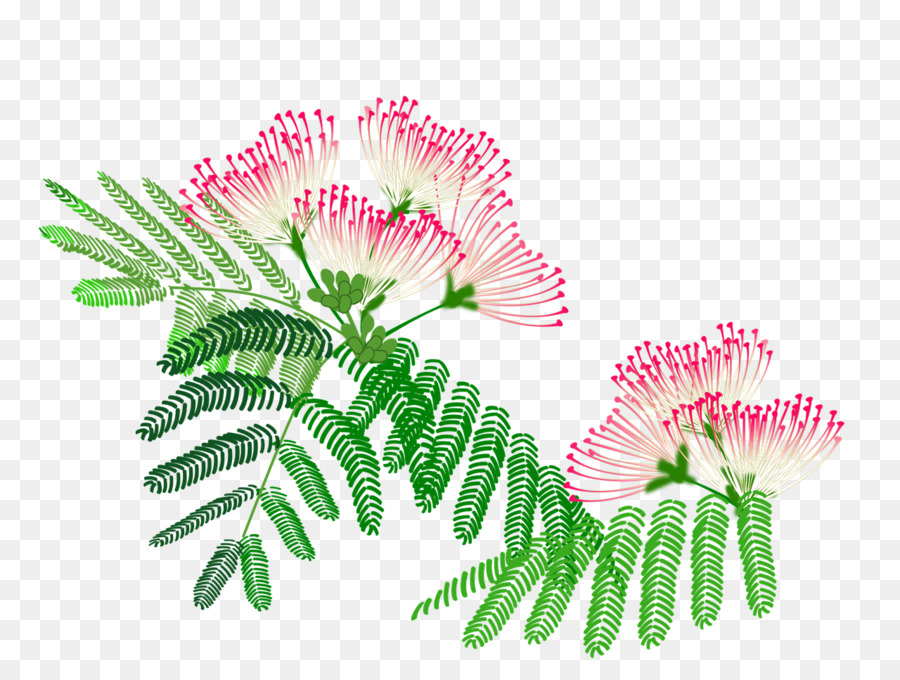 Fleurs De Mimosa Roses，Feuilles PNG