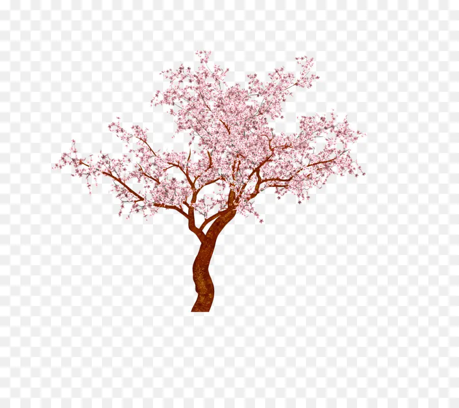 Fleur De Cerisier，Bonsaï PNG
