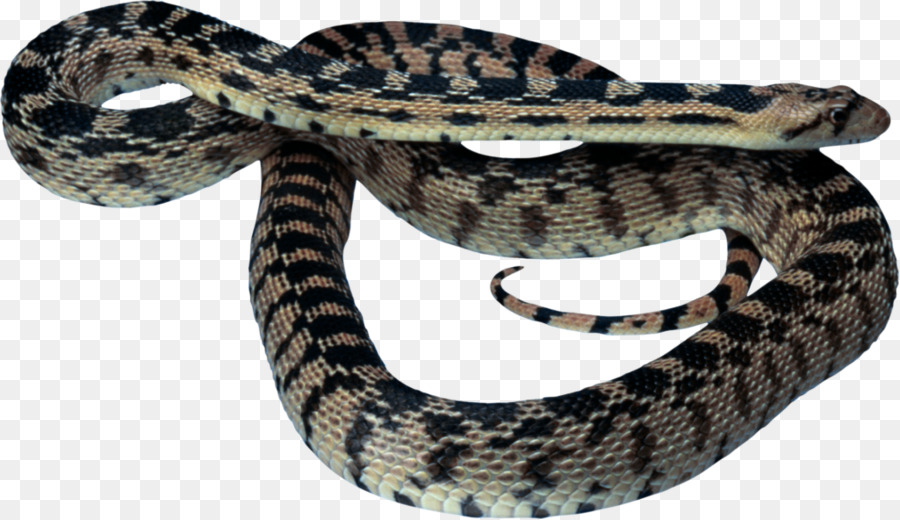 Serpent，Reptile PNG