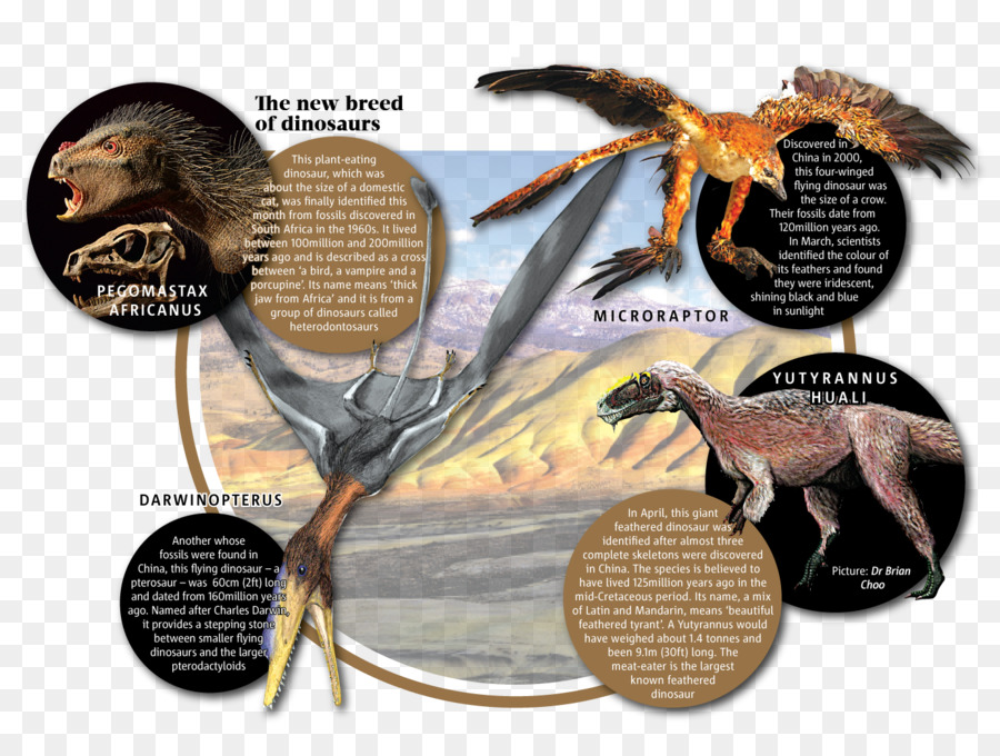 La Science Comics Fossiles Des Dinosaures Et Des Plumes，Cretaceouspaleogene Extinction De L événement PNG