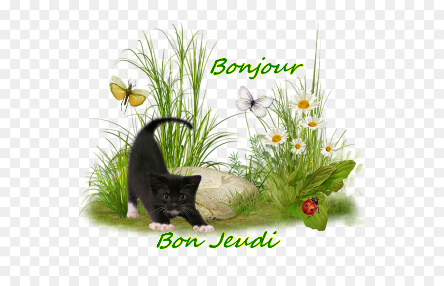 Chat，Chaton PNG